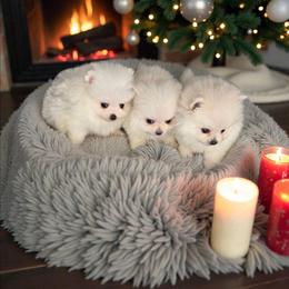 Saint Nick - Cream male Pomeranian puppy in Texas from Ruby's Poms