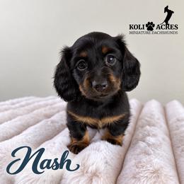 Nash - Yellow Collar - Black and tan male Dachshund puppy in Kemp, Texas from Koli Acres