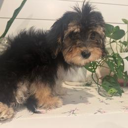 Ivy - female Cavapoo puppy in Lafayette, Oregon from Wine Country Cavapoos