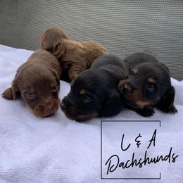 Dachshund Puppies from L & A Dachshunds