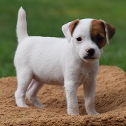 Boy 3 - male Parson Russell Terrier puppy in Menifee, California from Wendover Terriers