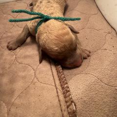 Dark green Boy - Deadgrass male Chesapeake Bay Retriever puppy in Houston, Texas from Monarch Chesapeakes