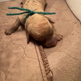 Dark green Boy - Deadgrass male Chesapeake Bay Retriever puppy in Houston, Texas from Monarch Chesapeakes