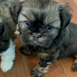 Miss Piggy - Brindle female Cavatzu puppy in Saint Paul, Minnesota from Amy’s Puppy Tzu