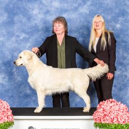 Diana - Golden Retriever