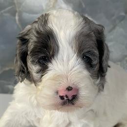 Lanie - Merle female Cockapoo puppy in Lebanon, Missouri from Cobbs Creek Canines