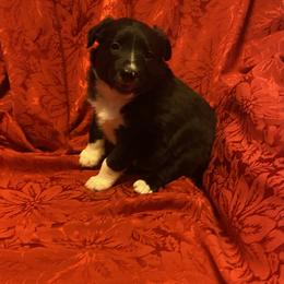 Peppy - Tri-color female Border Collie puppy in Black River Falls, Wisconsin from Billowing Borders