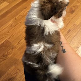 Girl 2 - Tricolor female Shih Tzu puppy in Grandview, Tennessee from Between The Creeks Farmstead