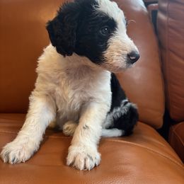 Boy 3 - White and black male Bordoodle puppy in Indianapolis, Indiana from Indiana Bordoodles