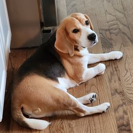Bronson - Beagle