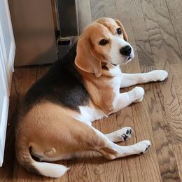Bronson - Beagle