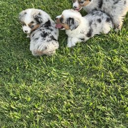 Miniature Australian Shepherd Puppies from Diamond R Aussies