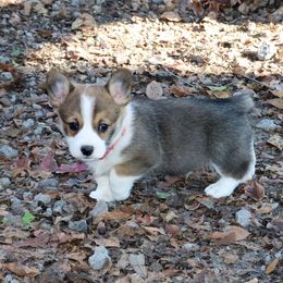 Pembroke Welsh Corgi Puppies from Crown AB Farms Pembroke Welsh Corgis
