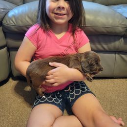 Dachshund Puppies from Harlee's Dachshunds