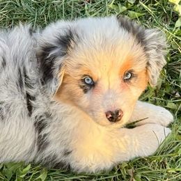 Blaze - Blue merle male Miniature American Shepherd puppy in Rockford, Illinois from Andover Aussies