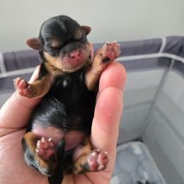 Allspice - Black and tan female Shih Tzu puppy in Connersville, Indiana from Anna’s Farmhouse Shihtzus