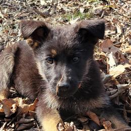 Orange Collar - Blitz - Black and red male German Shepherd puppy in Augusta, West Virginia from Cricket Hollow Canines