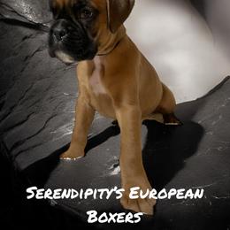 Boxer Puppies from Serendipity's European Boxers
