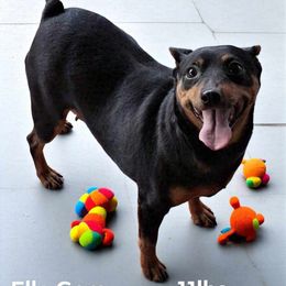 Miniature Pinscher puppies from Meek's Min Pins