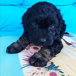 Coral - Black and tan female Cockapoo puppy in Indiahoma, Oklahoma from Phamily Doodles