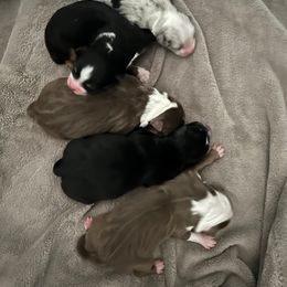 Miniature Australian Shepherd Puppies from Amberwood DD Aussies