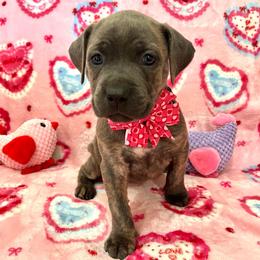 Annie-teal - Brindle female Companion Cross puppy in Calimesa, California from Teakwoodpoodleofsocal