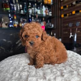 Prada - Red  female Poodle puppy in South Jordan, Utah from Wasatch Pup