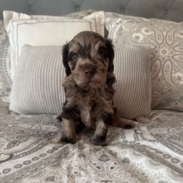 S'mores - Merle male Goldendoodle puppy in Charlotte, North Carolina from Hopeful Heart Doodles