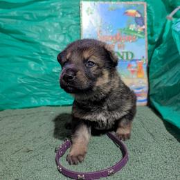 Purple - Sable female German Shepherd puppy in Motley, Minnesota from Von Thomson Haus