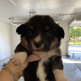 Ella Langley - Black and tan female Pembroke Welsh Corgi puppy in Bonners Ferry, Idaho from Idaho Lane Doodles