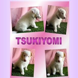 Girl 3 - Collie puppy in Mesa, Arizona from Sperling's Rough Collies