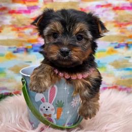 Crystal - Blue and gold female Yorkshire Terrier puppy in Monticello, Iowa from Ashley’s Puppies