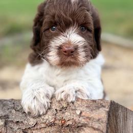 Dallas - Parti male Goldendoodle puppy in Zeeland, Michigan from Dandelion Lane Doodles