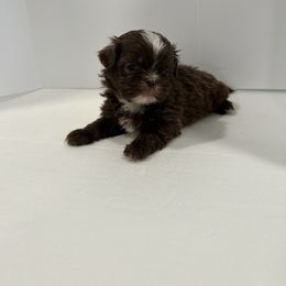 Shih Tzu Puppies from Moore Shih Tzus