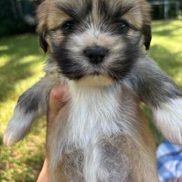 Brooklyn - Golden female Lhasa Apso puppy in Albany, Georgia from Clark's Lhasas