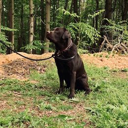 Alek - Labrador Retriever