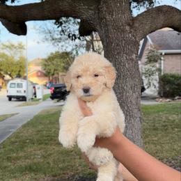 Yale - Apricot male Goldendoodle puppy in Humble, Texas from Simply Dane Doodles