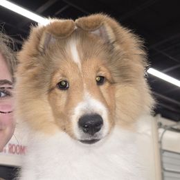 Bash - Sable and white male Shetland Sheepdog puppy in Seminole, Oklahoma from Symphony Shelties