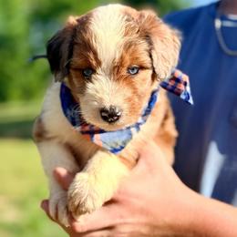 Rocky - Red merle male Aussiedoodle puppy in Eastman, Georgia from Dood B Ranch