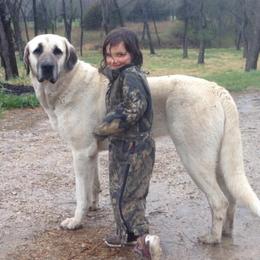 Turkish Boz Shepherd All Grown Up from Urmah Kennel