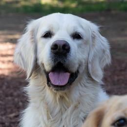 Sebastian - Golden Retriever