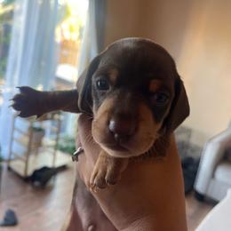 Chase Jr. - Chocolate and tan male Dachshund puppy in Yuba City, California from The Navarro Furbabies