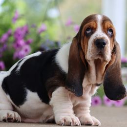 Daffy - Black brown and white male Basset Hound puppy in Pollock, Missouri from Northstar