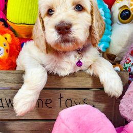 Goldendoodle Puppies from Lucky's Doodlez