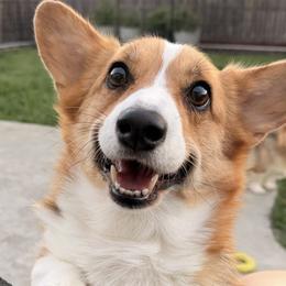Pembroke Welsh Corgi puppies from Golden Rose Corgis