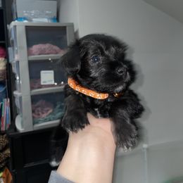 Miniature Schnauzer Puppies from Mini Schnauzers for Life