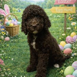 Goldendoodle Puppies from Serenity Goldendoodles
