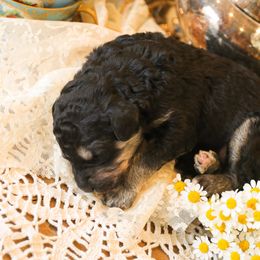 Poodle Puppies from Setting the Standard Poodles