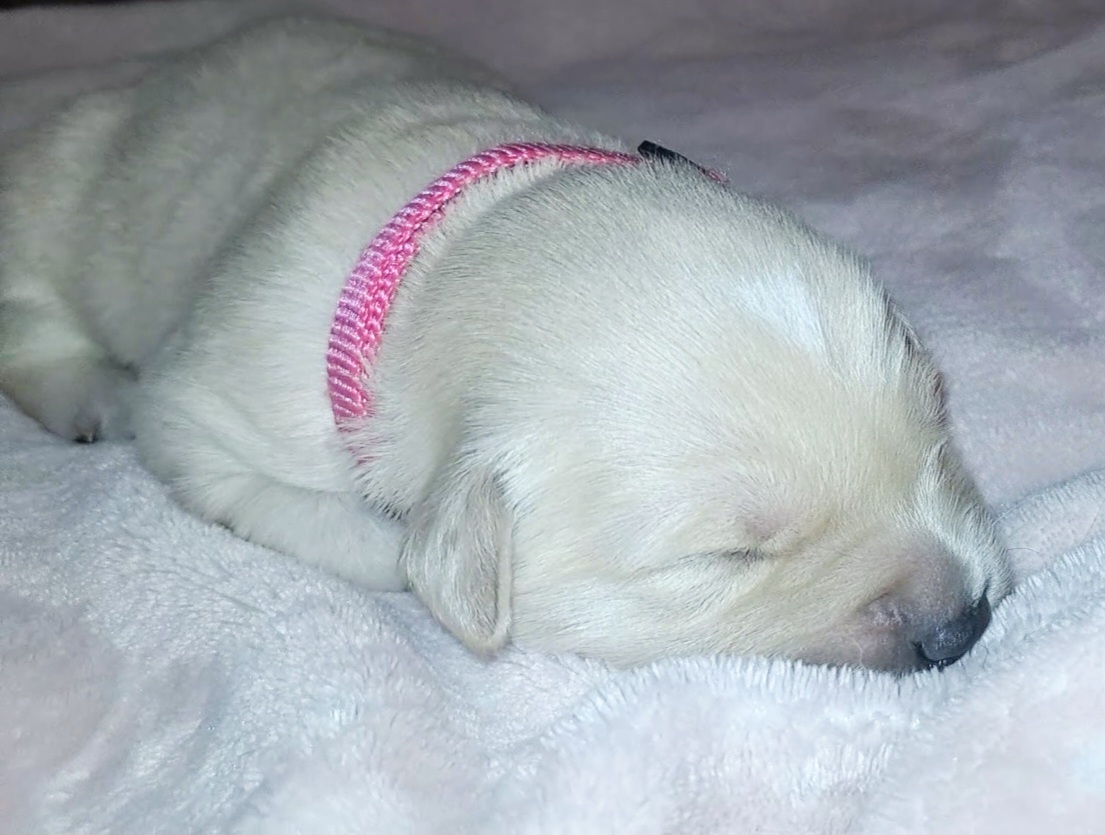 Matilda - Light golden Golden Retriever puppy in Maricopa, Arizona from Daisy's Golden Kisses- Golden Retrievers of Arizona