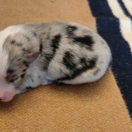 Baloo - Blue merle male Miniature American Shepherd puppy in San Benito, Texas from Vaquera's Miniature American Shepherds